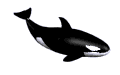 orca animuoti-vaizdai-gif